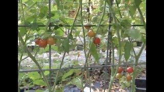 CHERRY TOMATOES  **THREE SECRETS**  (OAG)