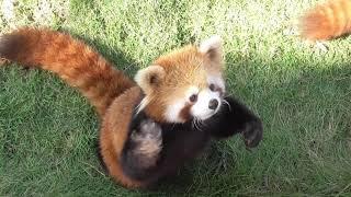 This is the star of Red Panda