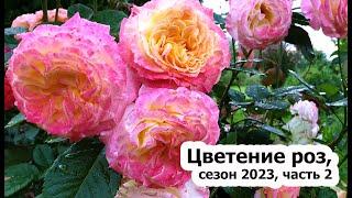 И снова розы цветут: первая волна, сезон 2023 - часть 2 | Цветение 51 сорта роз