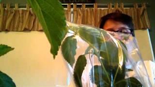 Susan Wolfe Life Science LP