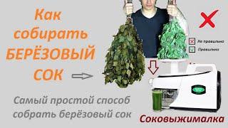 Как собирать БЕРЁЗОВЫЙ СОК