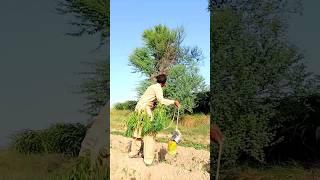 lark new bird hunting 334.7K views #wildlife #short
