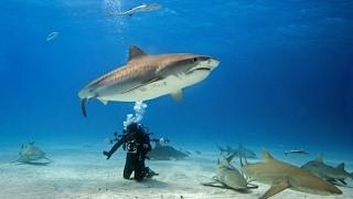 Underwater photography guide near hotel Family Life Bodrum Imperial Turkey