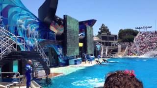Seaworld Sahmu Sandiego CA 2012