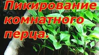 КОМНАТНЫЙ ПЕРЕЦ-ПРОДОЛЖАЕМ ВЫРАЩИВАТЬ!