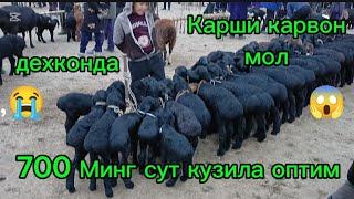 9,03,2025, карши карвон мол бозори Сут кузилар  сезон бошланади дехконда оптим нархларда