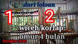 KOLIBRI KELAPA GACOR UMUR 4 BULAN DARI LOLOAN24 September 2021