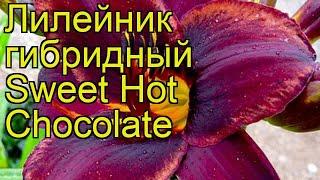 Лилейник гибридный Смит Хот Чоколэйт. Краткий обзор, описание hemerocallis Sweet Hot Chocolate