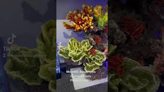 Custom made at Majestic Aquariums!