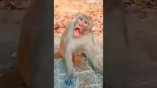 cute tui  & monkey  funny #funnyvideos #tui #monkey #viral #video #funny #cute #shorts