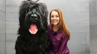 This dog means SERIOUS business  | Black Russian Terrier