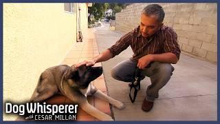Fearful Akita Too Scared For Walks! | S5 E18 Full Episode | Dog Whisperer With Cesar Millan