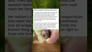 Mothers Are The Best! #wholesome #orangutan