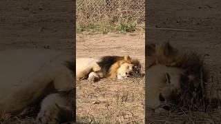 Sleeping Lion 