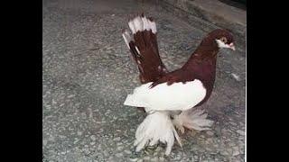 TUMBLER PIGEON TATAR REMEZAN I GET THIS GAME EXPLOSION KABOOTAR TAUBEN PIGEONS PALOMAS कबूतर الحمام