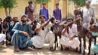 Amazing Milking Kamori Goats |Complete Documentary