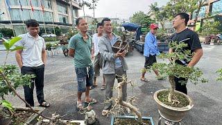 TRẢ CỦ RƯỠI BÁN LUÔN - CÂY SẾU NHÈ ĐÁ CỰC HAY - MỞ HÀNG CHỢ PHIÊN SỚM