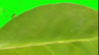 Leaf transition green screen effect