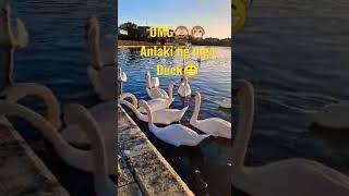 Spending weekend at park #shorts #shortvideo #ducks #princespark #park #asmr #asmrsounds