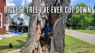 Giant, Rotten, and Hazardous Maple Tree Removal!