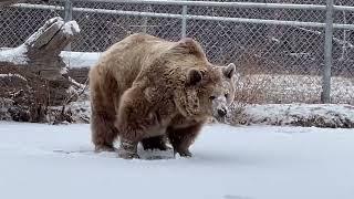 Jenny is still fascinated with ice on the pond. Definitely one of our cutest bears. Have a favorite?