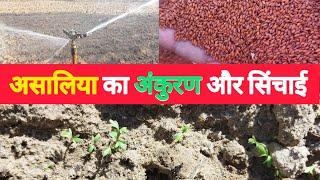 असालिया का अंकुरण और सिंचाई||Asaliya ki kheti Nagaur Rajasthan