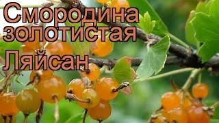 Смородина золотистая Ляйсан (ribes aureum)  Ляйсан обзор: как сажать, саженцы смородины Ляйсан