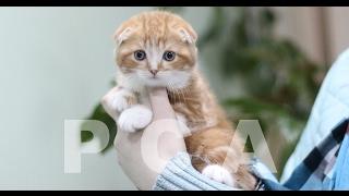 Шотландские котята питомника PCA Фаворит Плюш