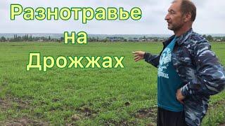 РАЗНОТРАВЬЕ ВСХОДЫ ЗА МЕСЯЦ