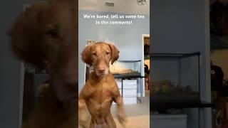 I’ll try to read all the comments! #foryou #fypシ゚ #funny