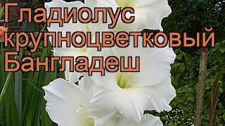 Гладиолус крупноцветковый Бангладеш (gladiolus)  обзор: как сажать, рассада гладиолуса Бангладеш