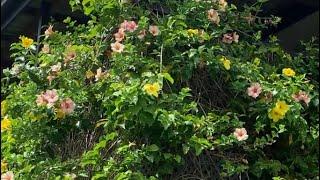 Garden tour #kiribati gardener in Bundaberg, Australia