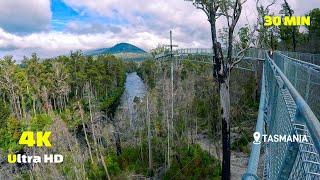 Virtual Running Video - Tahune Airwalk 4K - Virtual Run for Treadmill - Workout - Scenery Tasmania