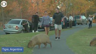 Hundreds of capybaras overrun neighborhood in Argentina