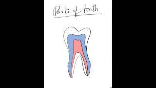Parts of tooth