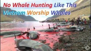 No Whale Hunting Like This - Vietnam Worship The Whale