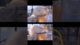 Capy Moments! Capybara having bath time. #masbro #capybara #capivara #capibara