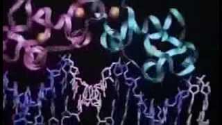 The Secret of Our Lives: The Human Genome Project