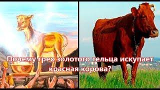 Почему грех золотого тельца искупает красная корова?