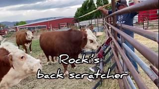 Gentle Mini Hereford Bull, RF Rocki