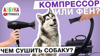 Фен или компрессор? Чем сушить собаку?