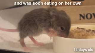 Raising a Baby Mouse 10/10 Weaning