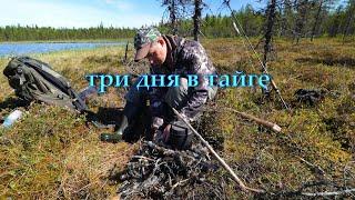 A LARGE PIKE IN THE WILD TAIGA. THREE DAYS IN THE FOREST. HIKING.