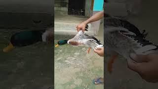 Md Farhad 786 #comedy #shorts