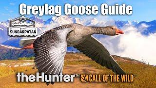 Greylag Goose Guide - Sundarpatan Nepal - theHunter Call of the wild