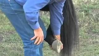 Parelli Natural Horse Training Tip - Handling your horse's feet