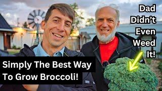 Harvesting a Monster Broccoli: No Weeding, Just Growing!