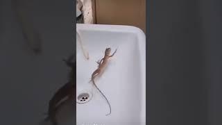 1 2 3 start | #funny #lizard #trending #comedy #shorts #vanihanu