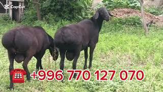 ПРИВОЗНОЙ 2 ТИШ КОЧКОРЛОР САТЫЛАТ ЖЕТИШИП КАЛ 