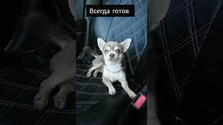 Рич Чихуахуа всегда готов. Пристегните ремни. #chihuahua